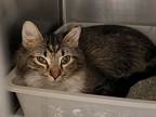 Adopt Layla a Gray or Blue Domestic Longhair / Domestic Shorthair / Mixed cat in