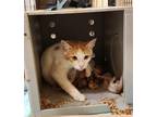 Adopt 24-48 a White Domestic Shorthair / Domestic Shorthair / Mixed cat in St.