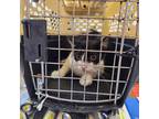 Adopt 24-89 a All Black Domestic Shorthair / Domestic Shorthair / Mixed cat in
