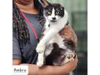 Adopt Ambroisine a All Black Domestic Shorthair / Domestic Shorthair / Mixed cat