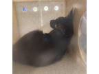 Adopt 24-86 a All Black Domestic Shorthair / Domestic Shorthair / Mixed cat in