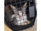 Adopt 24-93 a Gray or Blue Domestic Shorthair / Domestic Shorthair / Mixed cat