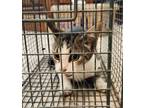 Adopt 24-90 a Gray or Blue Domestic Shorthair / Domestic Shorthair / Mixed cat