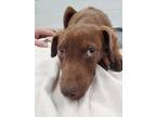 Adopt Stinker a Brown/Chocolate Mixed Breed (Medium) / Mixed dog in Greenwood