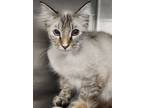 Adopt Selena a Cream or Ivory Domestic Mediumhair / Domestic Shorthair / Mixed