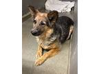 Adopt 55912400 a Gray/Blue/Silver/Salt & Pepper German Shepherd Dog / Mixed dog