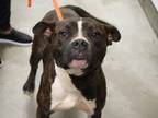 Adopt Enzo a Brindle American Pit Bull Terrier / Mixed dog in Bowling Green