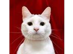 Adopt Taro a White Domestic Shorthair / Domestic Shorthair / Mixed cat in