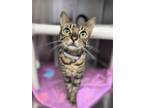 Adopt Mantis a Brown or Chocolate Bengal / Mixed cat in Cleveland, OH (41455098)