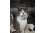 Adopt Theo a Gray or Blue Domestic Shorthair / Domestic Shorthair / Mixed cat in