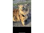 Adopt Bella a Tortoiseshell Domestic Longhair / Mixed (long coat) cat in Fort