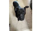 Adopt PupPup a Black Terrier (Unknown Type, Medium) / Labrador Retriever / Mixed