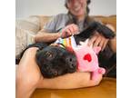 Adopt Tony Toby loves everyone a Black Labrador Retriever dog in Provo