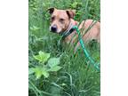 Adopt Twyla a Red/Golden/Orange/Chestnut Mixed Breed (Large) / Mixed dog in