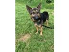 Adopt Baby a Black German Shepherd Dog / Mixed dog in Olympia, WA (41441281)
