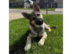 Adopt Benito - Pending Adoption a German Shepherd Dog