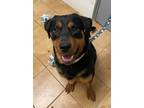 Adopt Albus a Black Rottweiler / Mixed dog in Windsor, ON (41455046)