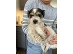 Adopt Gibbs a Terrier