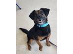 Adopt Wonka a Black Mixed Breed (Small) / Mixed dog in Windsor, ON (41455044)