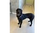 Adopt Axel a Black Labrador Retriever / Mastiff / Mixed (short coat) dog in