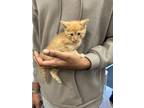 Adopt Clover - IN FOSTER a Orange or Red Domestic Shorthair / Domestic Shorthair