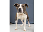 Adopt Carla a Tan/Yellow/Fawn American Pit Bull Terrier / Mixed Breed (Medium) /