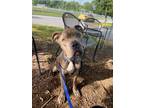 Adopt Gale a Gray/Blue/Silver/Salt & Pepper Terrier (Unknown Type