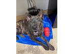 Adopt F24 SB 456 Jade a Black Shar Pei / Mixed dog in La Grange, TX (41327127)