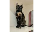 Adopt Francesca a Domestic Shorthair / Mixed (short coat) cat in Germantown
