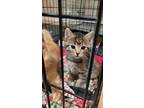 Adopt AC Raccoon (Ramone) a Domestic Short Hair, Tabby