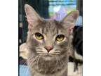 Adopt Haze a Gray or Blue Domestic Shorthair / Domestic Shorthair / Mixed cat in
