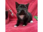 Adopt Sadie a All Black Domestic Shorthair / Domestic Shorthair / Mixed cat in