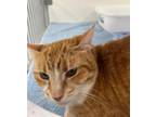 Adopt Zaxby a Orange or Red Domestic Shorthair / Domestic Shorthair / Mixed cat