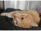 Adopt Zaxby a Orange or Red Domestic Shorthair / Domestic Shorthair / Mixed cat