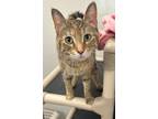 Adopt Trixie a Domestic Shorthair / Mixed (short coat) cat in Gillette