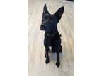 Adopt Leo a Black German Shepherd Dog / Mixed dog in South Bend, IN (41432894)