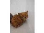 Adopt Corvus a Orange or Red Domestic Longhair / Domestic Shorthair / Mixed cat