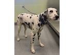 Adopt Mystic a White Dalmatian / Mixed dog in Longview, TX (41454750)