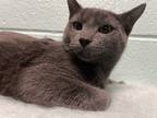 Adopt Toledo a Gray or Blue Domestic Shorthair / Domestic Shorthair / Mixed cat