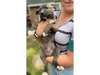 Adopt Charlie a Gray/Silver/Salt & Pepper - with White Husky / Mixed dog in
