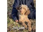 Adopt Jingles a Australian Shepherd / Poodle (Standard) / Mixed dog in Genoa
