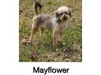 Adopt Mayflower a Australian Shepherd / Poodle (Standard) / Mixed dog in Genoa