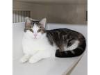 Adopt Daisy a Domestic Shorthair / Mixed (short coat) cat in Genoa