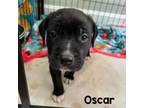 Adopt Oscar a Labrador Retriever, Mixed Breed
