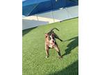 Adopt Cooper a Brindle Boxer / American Staffordshire Terrier / Mixed dog in New