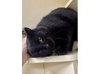 Adopt Billy (Cat Cafe) a All Black Domestic Shorthair / Domestic Shorthair /
