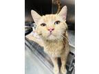 Adopt Cantaloupe (Cat Cafe) a Orange or Red Domestic Shorthair / Domestic