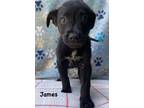 Adopt James a Black Labrador Retriever / Mixed dog in Jackson, MI (41453519)