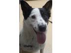 Adopt Champ a Black Australian Cattle Dog / Mixed dog in Jackson, MI (41454127)