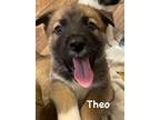 Adopt Theo a Brown/Chocolate Akita / Mixed dog in Jackson, MI (41454694)